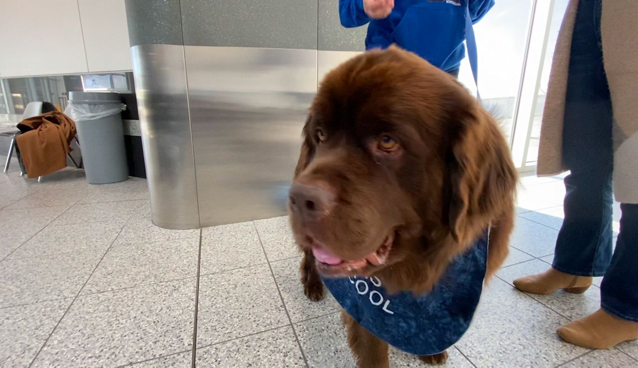 Newfoundland 2024 therapy dog